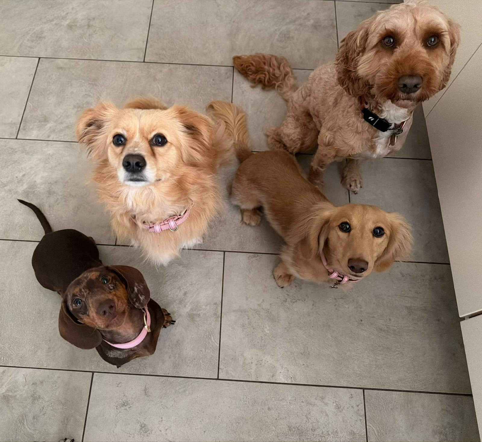 Small dogs from the community